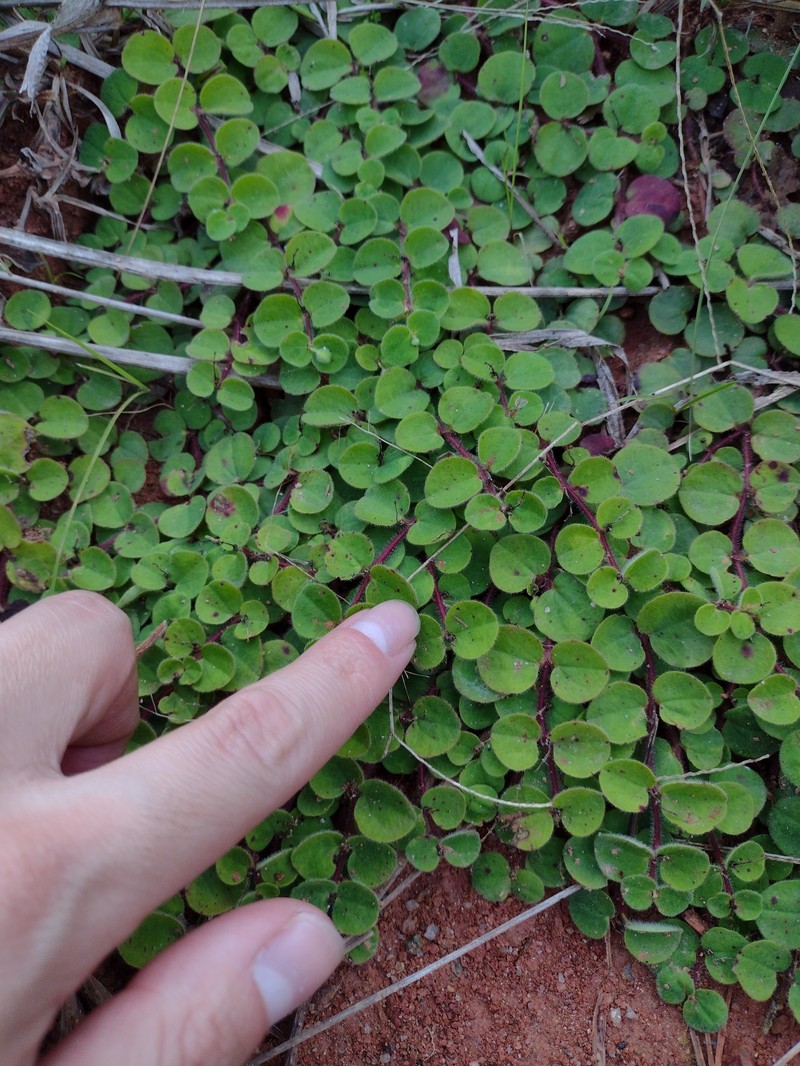 Euphorbia peperomioides photo 5