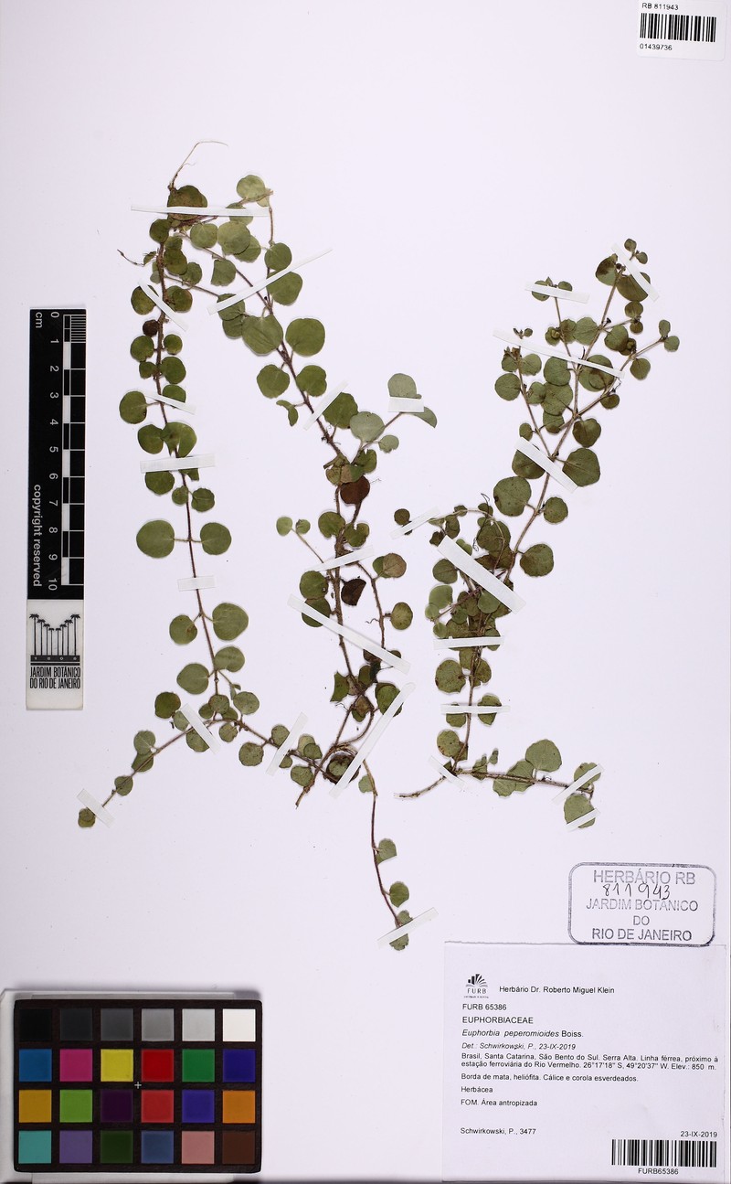 Euphorbia peperomioides photo 6