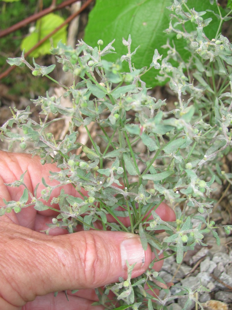 Low Spurge