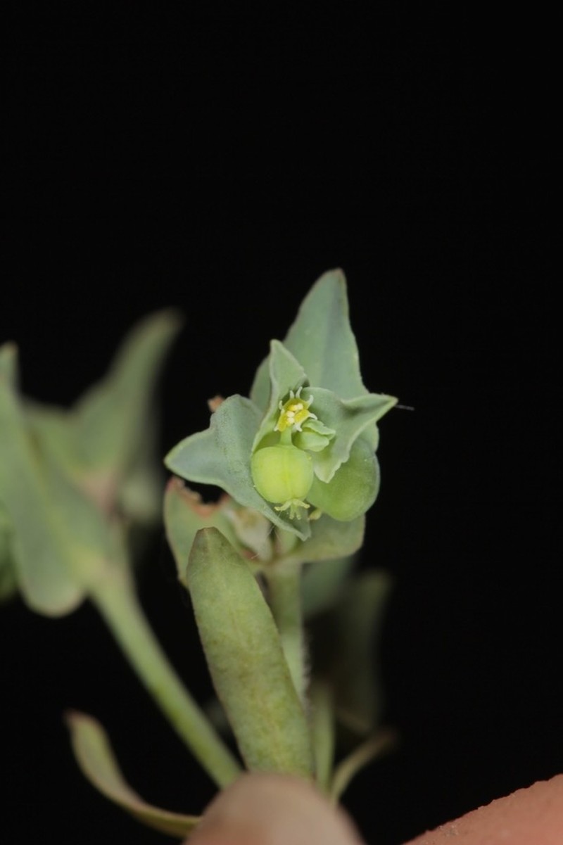 Low Spurge photo 2