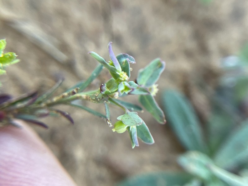 Low Spurge photo 3