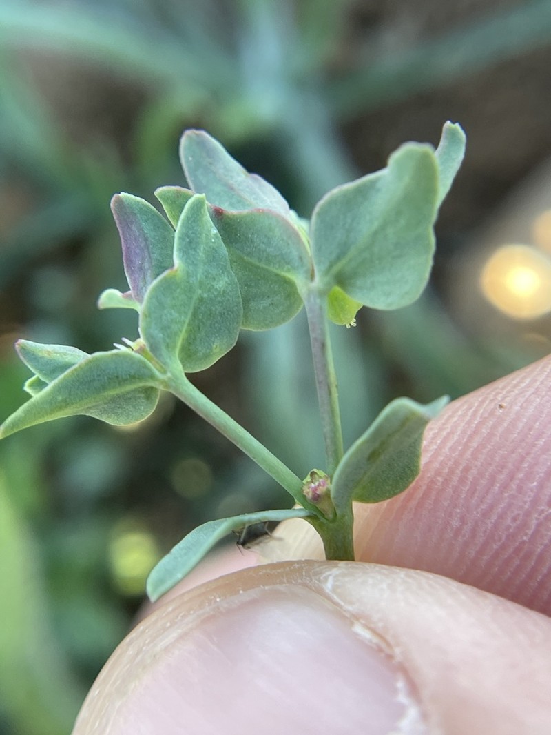 Low Spurge photo 4