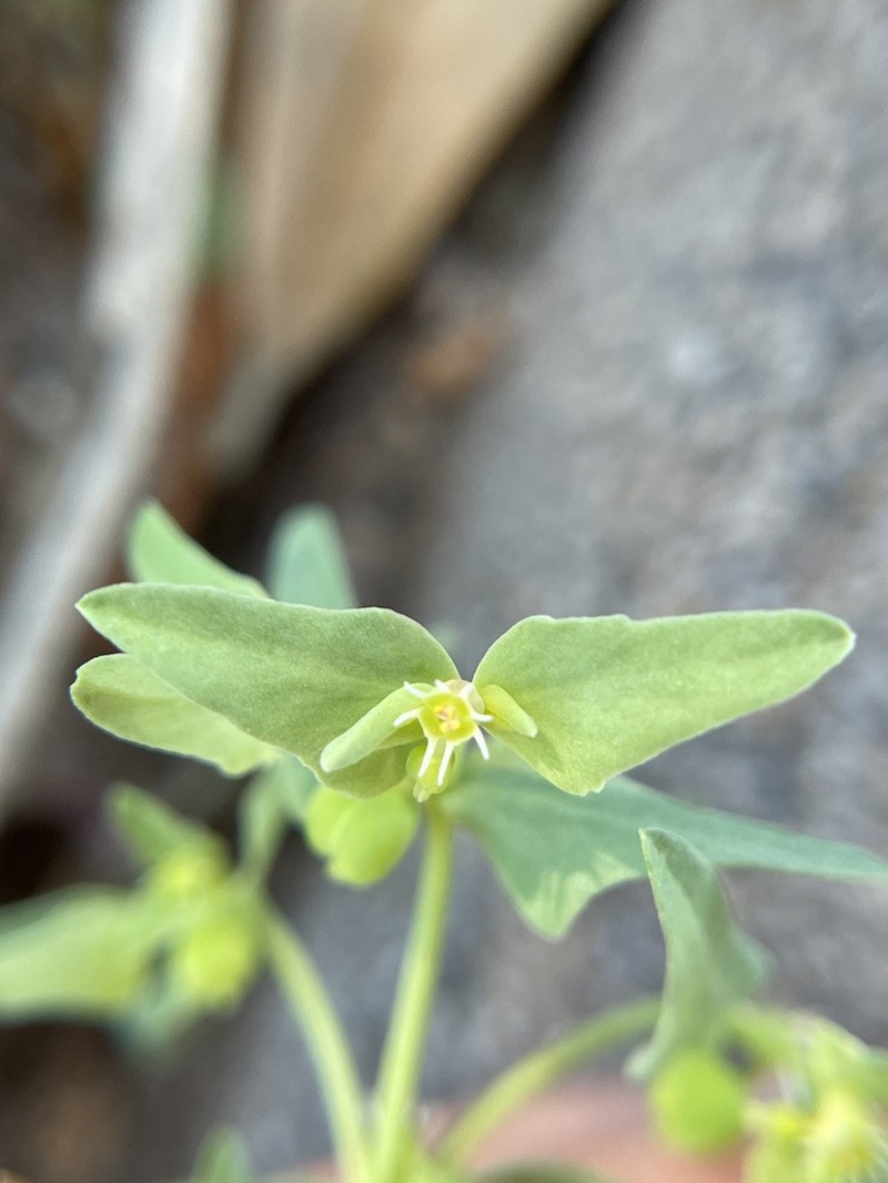 Low Spurge photo 5