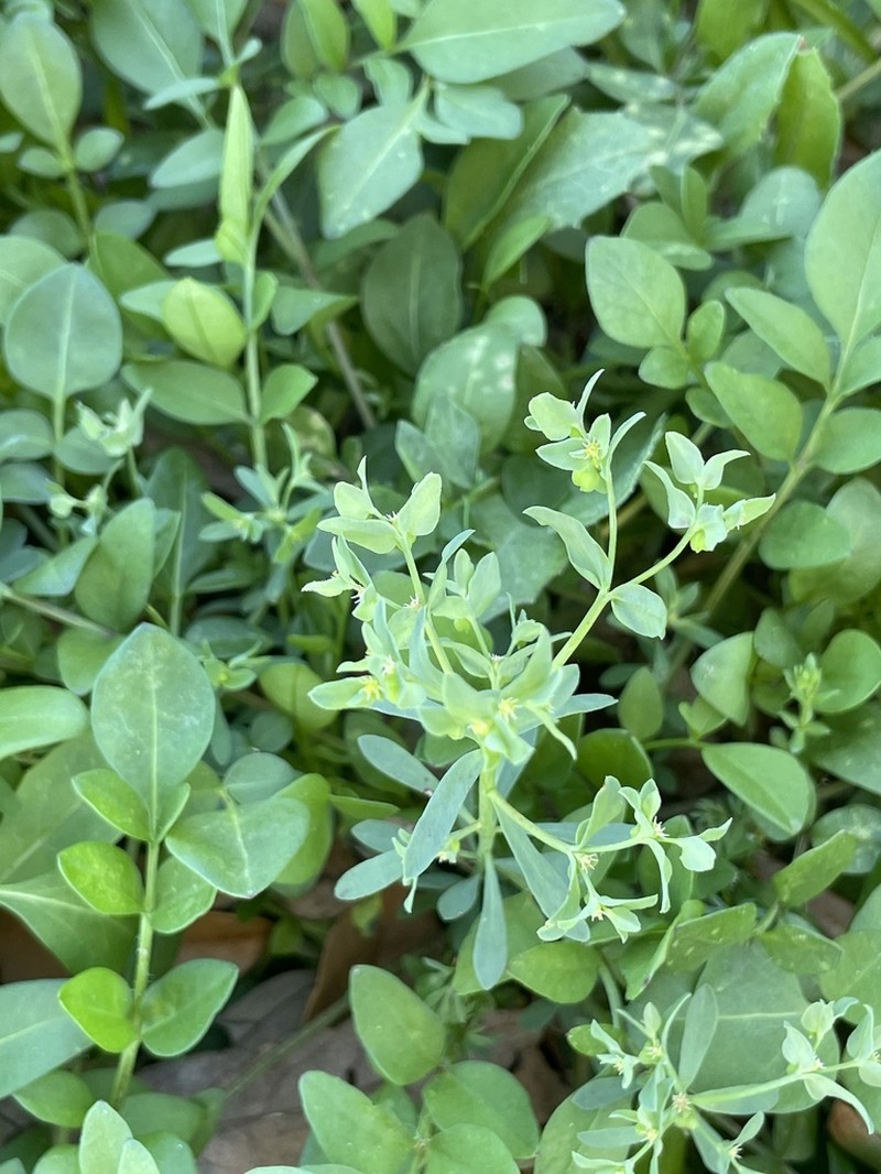 Low Spurge photo 6