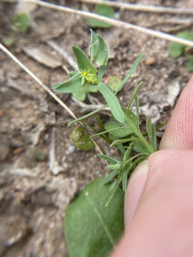 Low Spurge photo 7