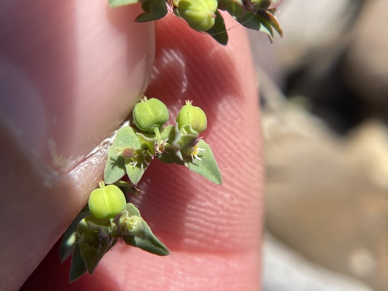 Low Spurge photo 8
