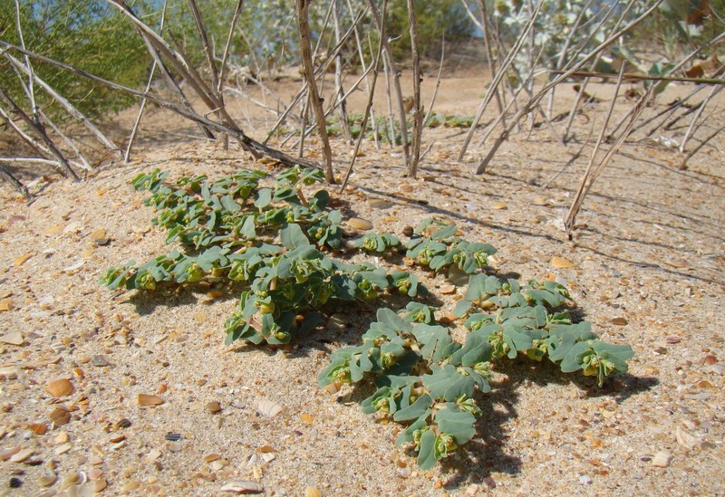 Euphorbia peplis