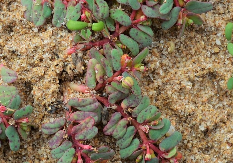 Euphorbia peplis photo 2