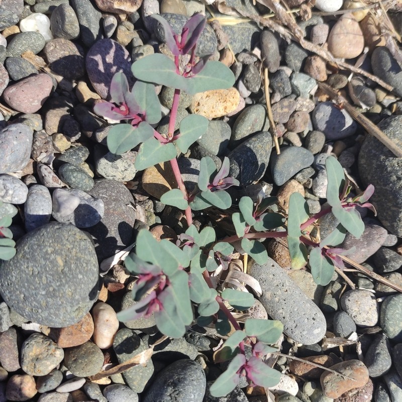 Euphorbia peplis photo 3