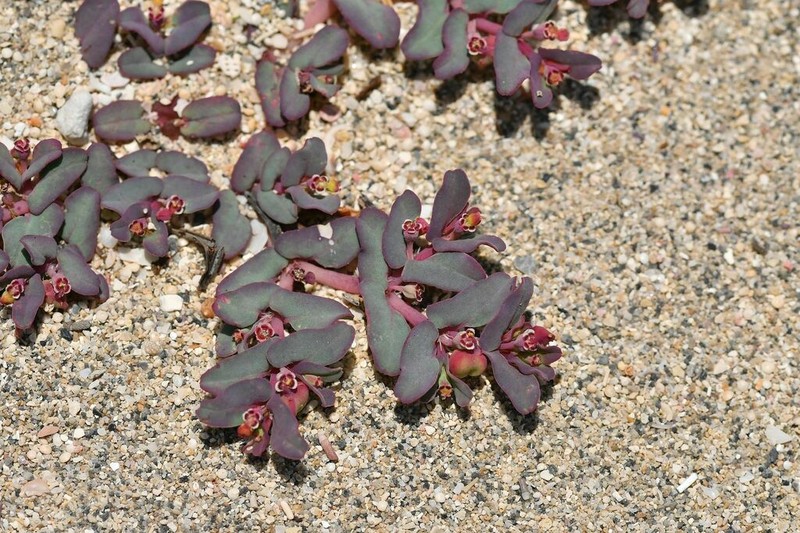 Euphorbia peplis photo 4