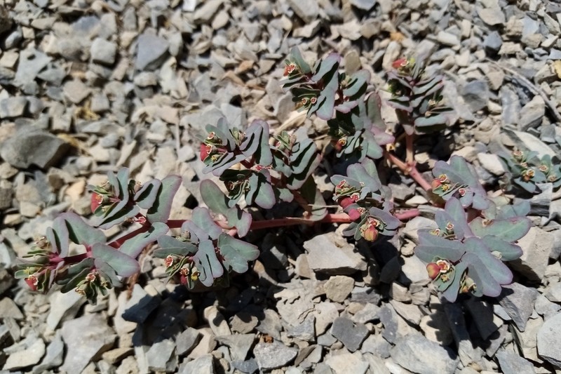 Euphorbia peplis photo 5