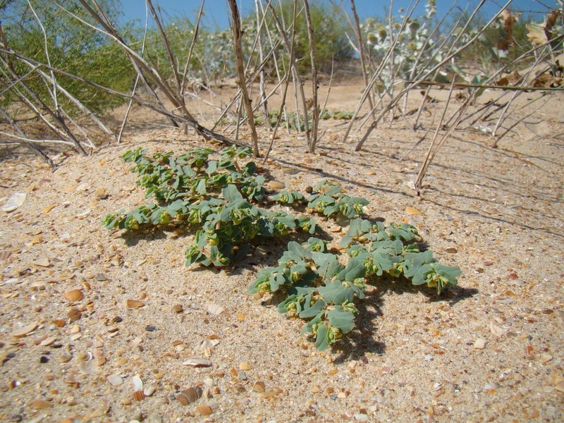 Euphorbia peplis photo 6