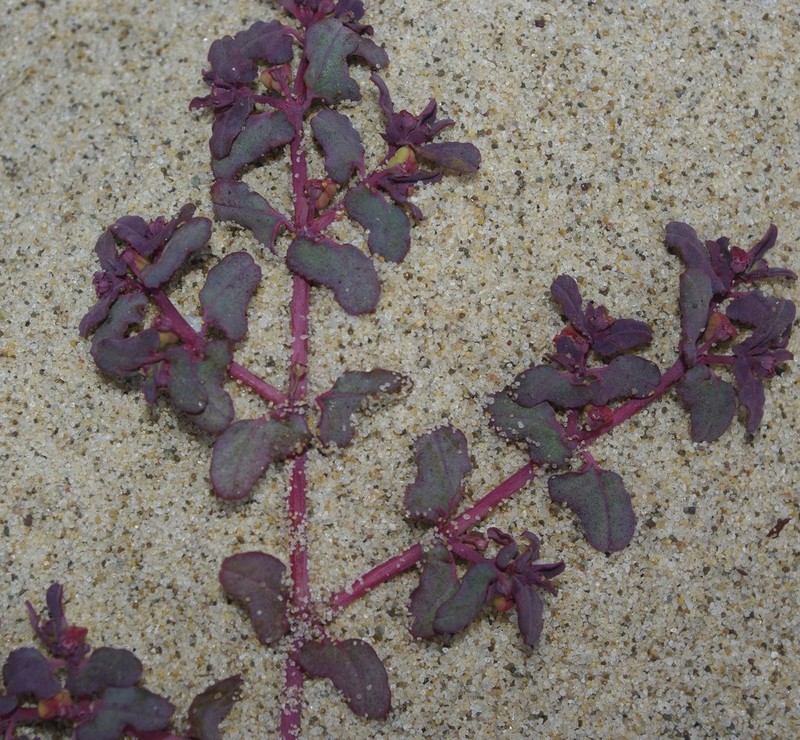 Euphorbia peplis photo 7