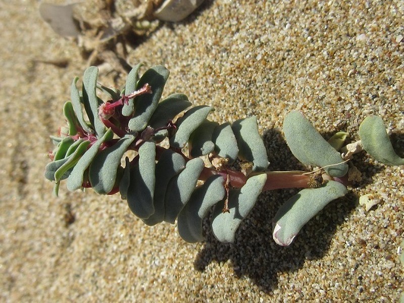 Euphorbia peplis photo 8