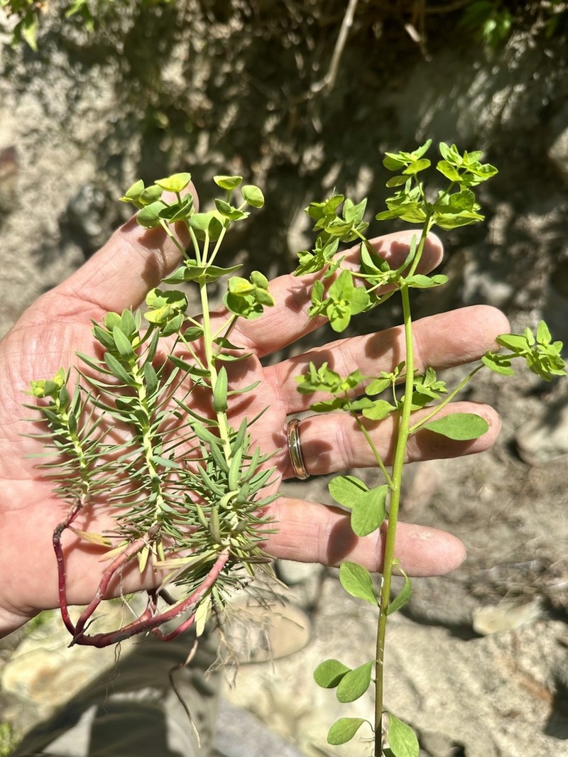 Petty Spurge photo 3