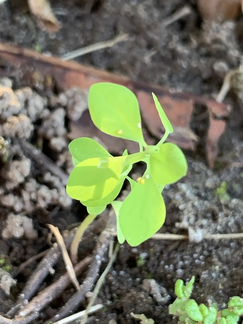 Petty Spurge photo 4