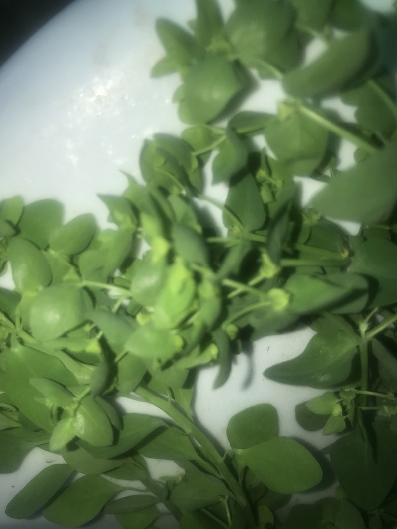 Petty Spurge photo 5