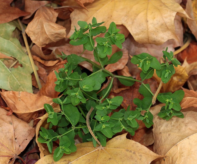 Petty Spurge photo 6