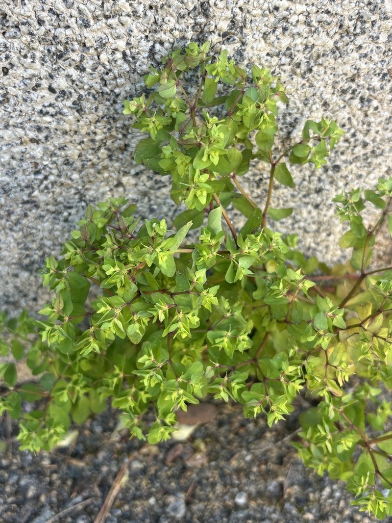 Petty Spurge photo 7