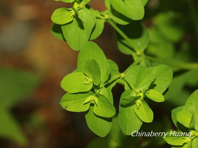 Petty Spurge photo 8