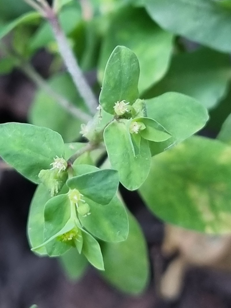 Petty Spurge photo 9