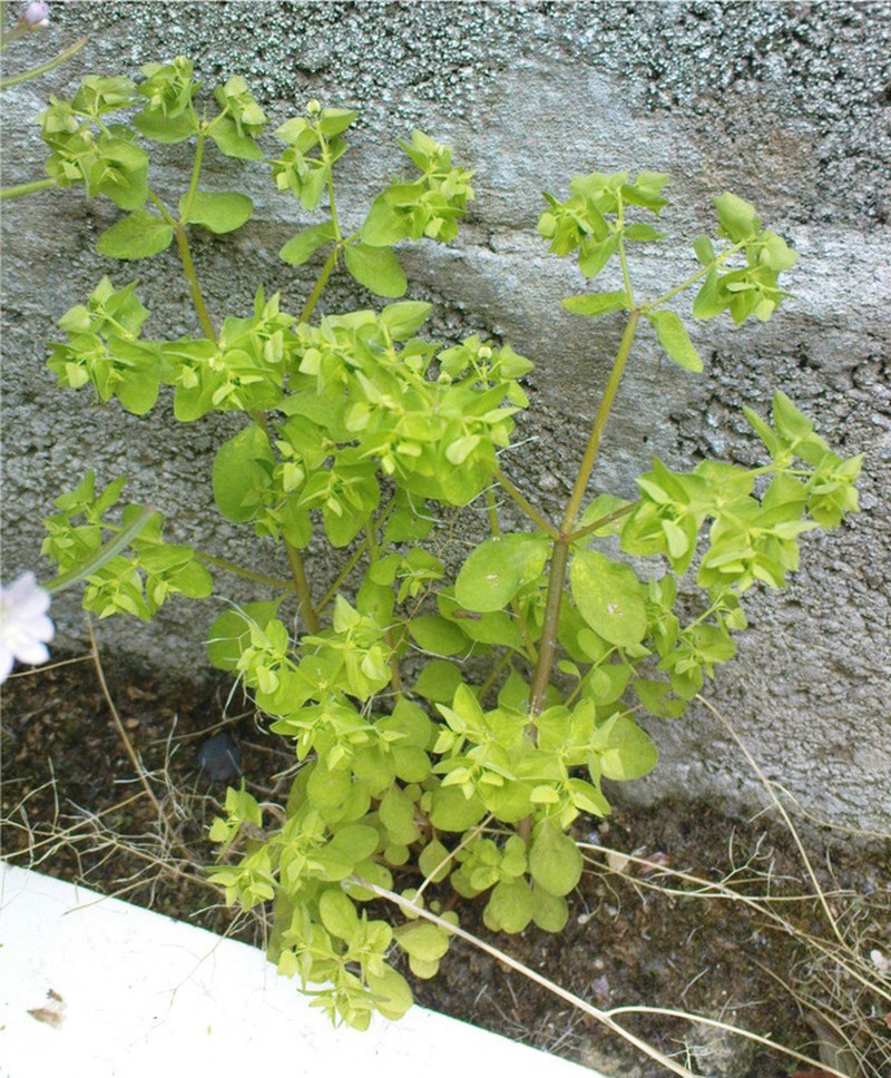 Petty Spurge