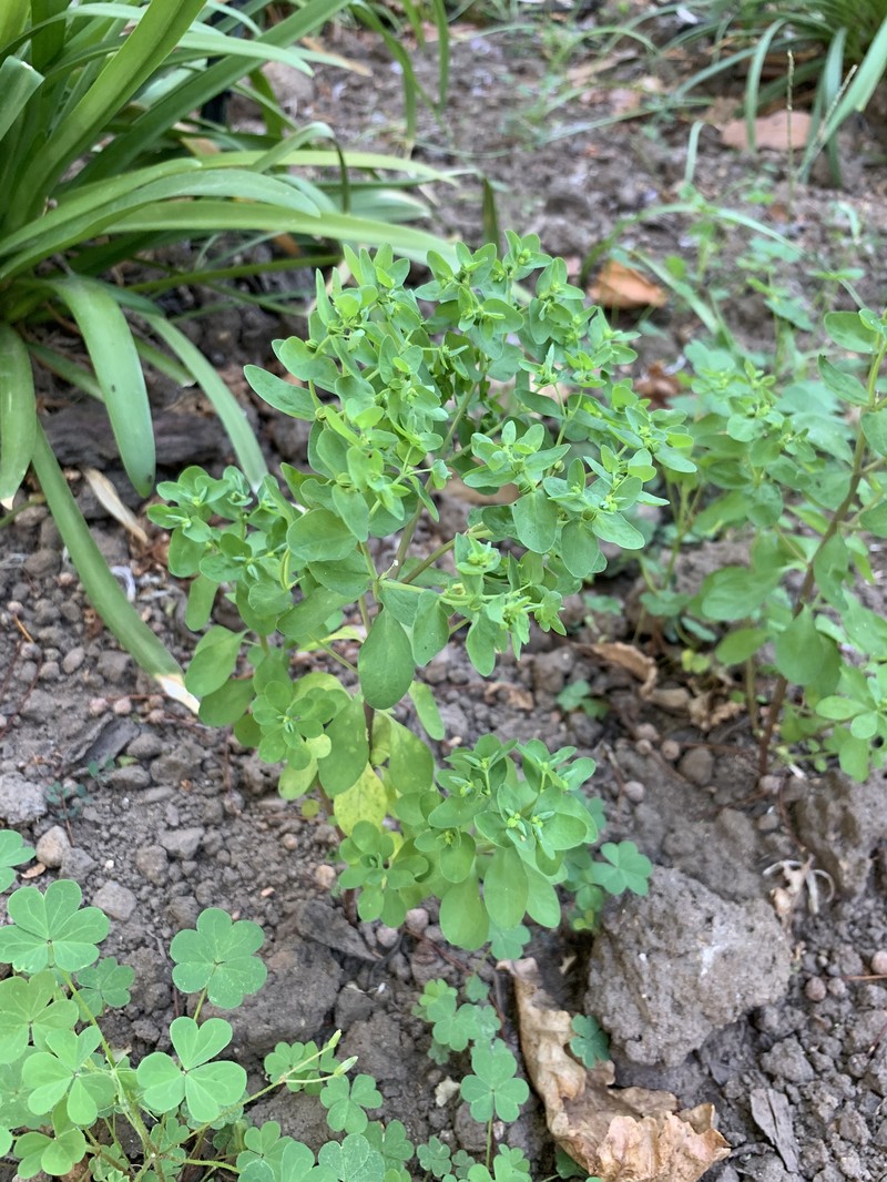Petty Spurge photo 2