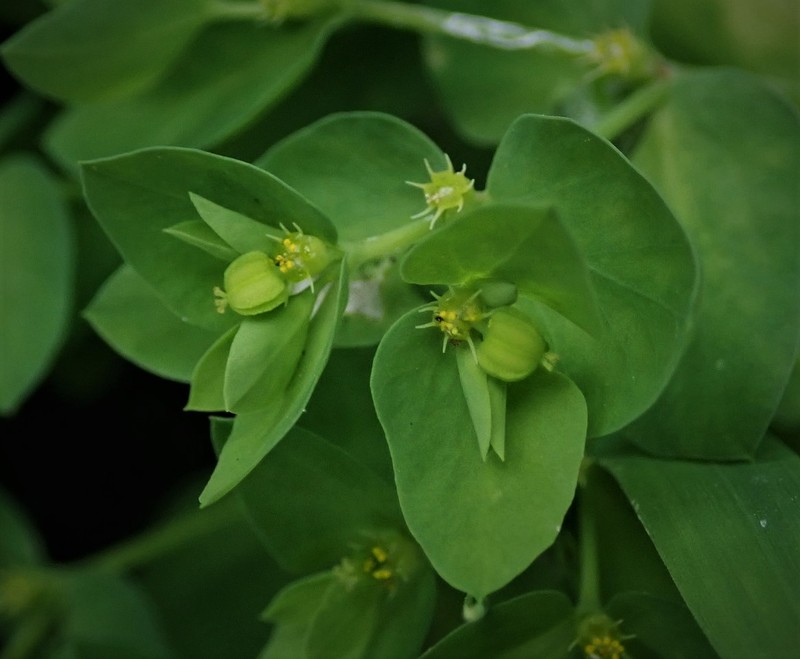 Petty Spurge photo 3