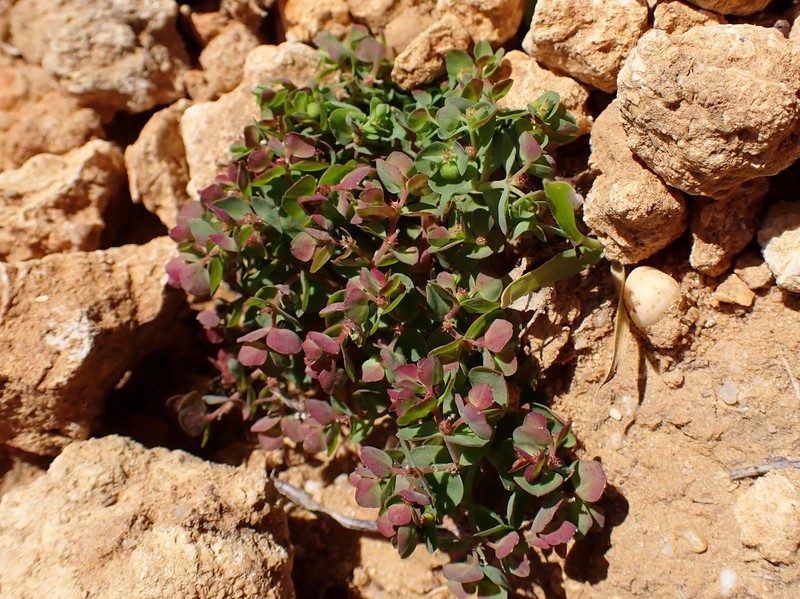 Petty Spurge photo 4