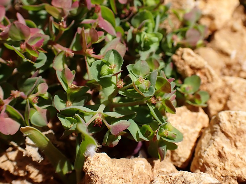 Petty Spurge photo 5