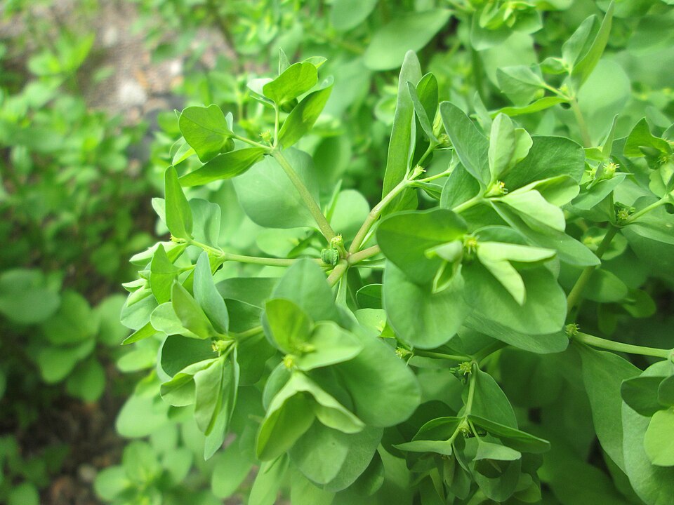 Petty Spurge photo 7
