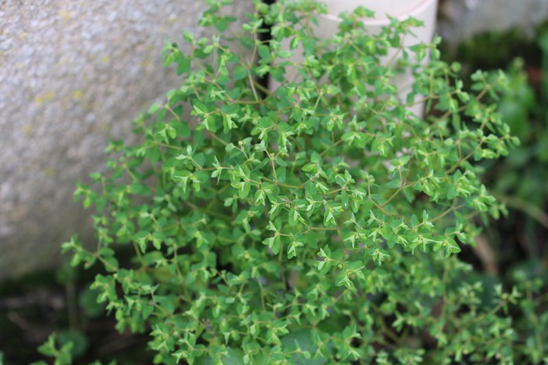 Petty Spurge photo 8