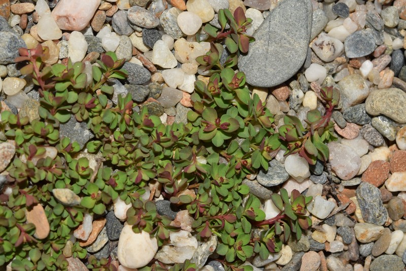 Euphorbia peplus var. minima