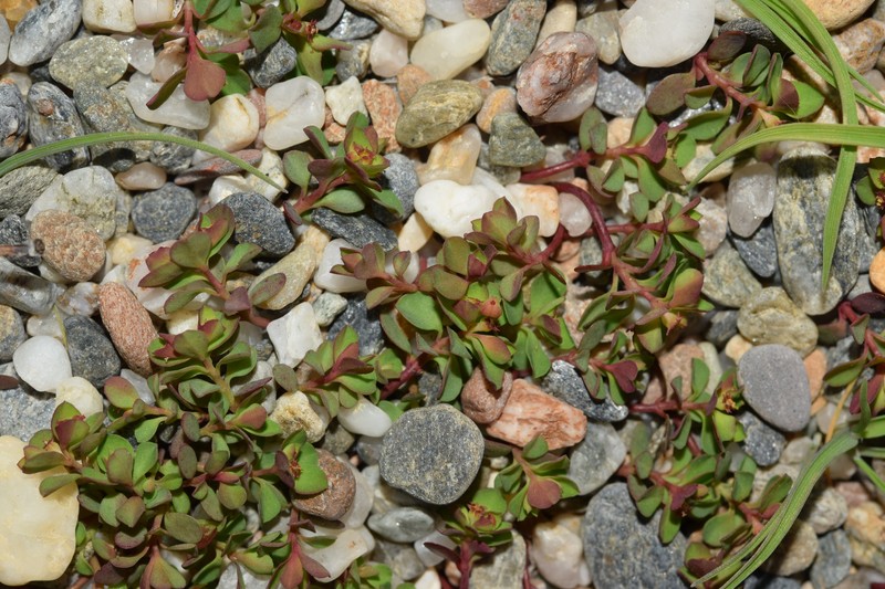 Euphorbia peplus var. minima photo 2