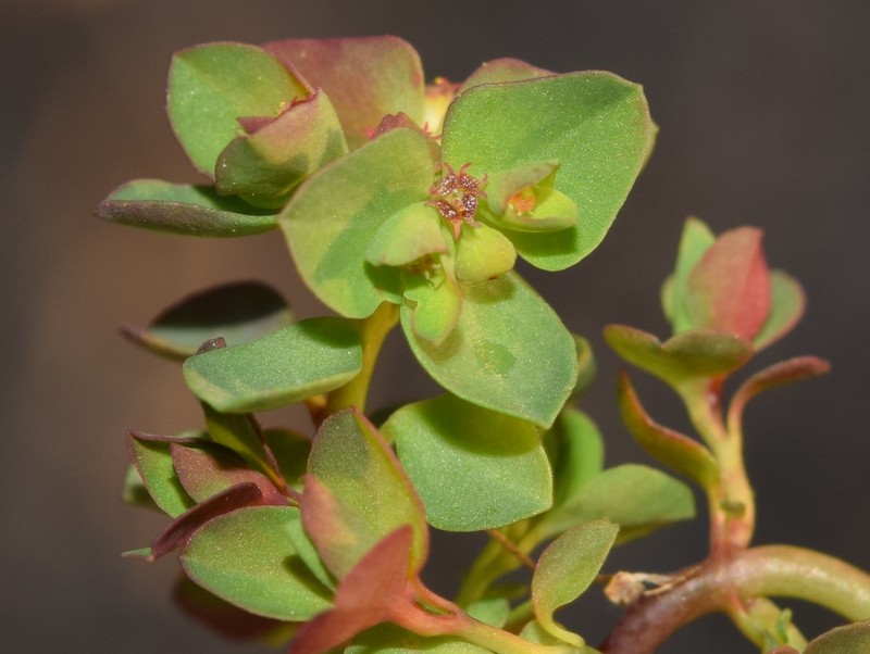 Euphorbia peplus var. minima photo 3