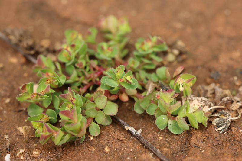 Euphorbia peplus var. minima photo 4