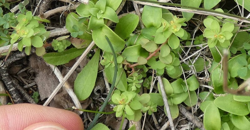 Euphorbia peplus var. minima photo 5