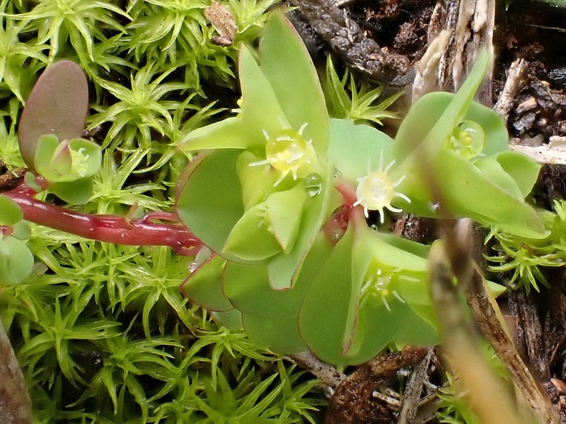 Euphorbia peplus var. minima photo 6