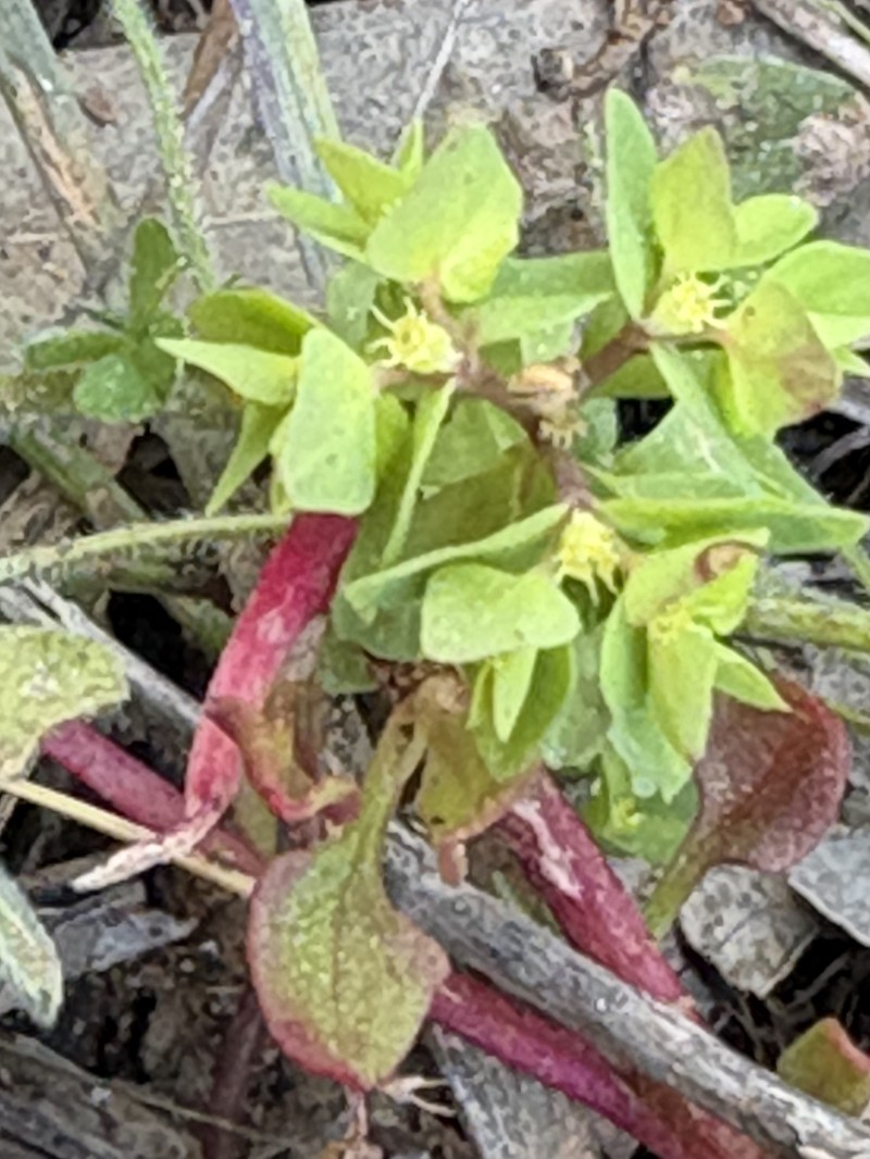 Euphorbia peplus var. minima photo 7