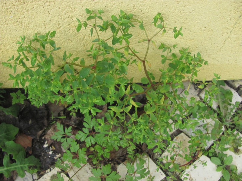 Euphorbia peplus var. peplus photo 2