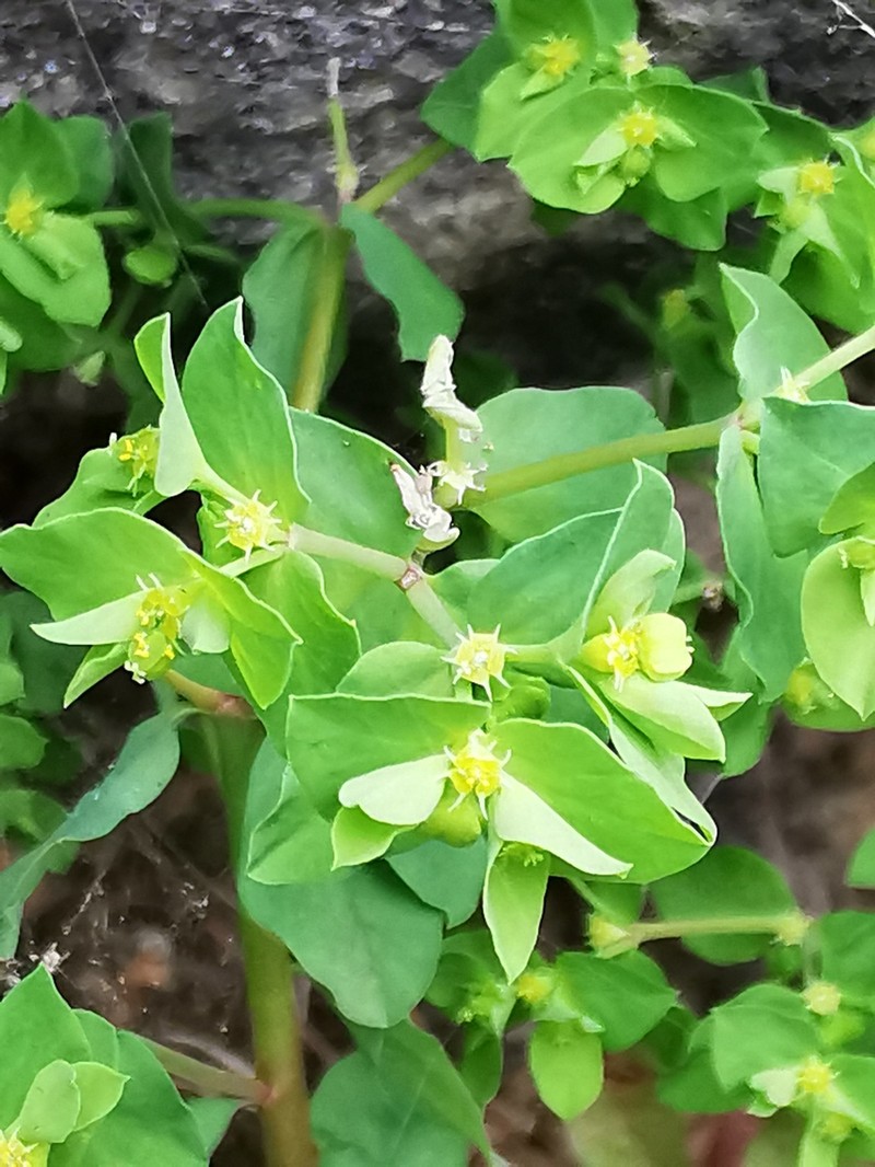 Euphorbia peplus var. peplus photo 3