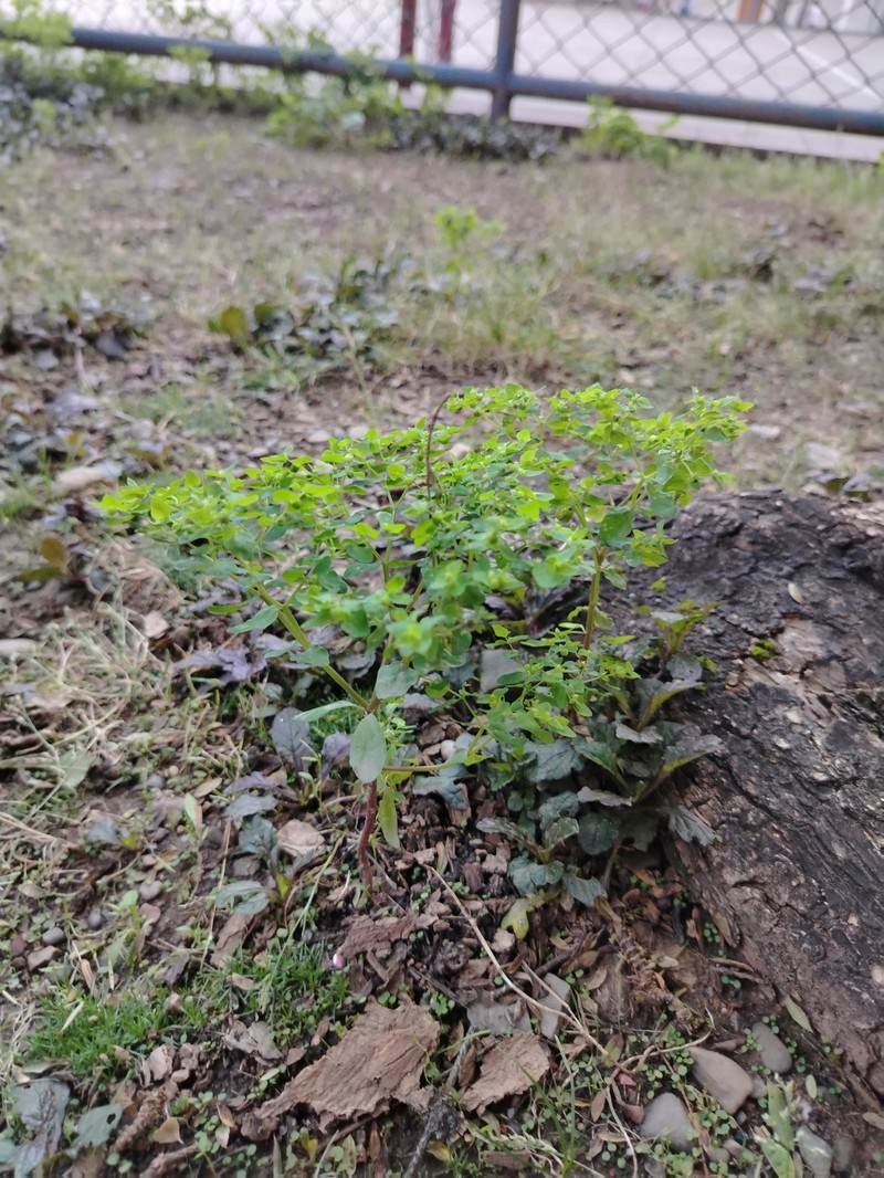Euphorbia peplus var. peplus photo 4