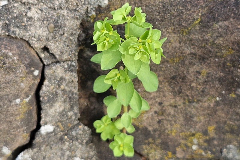 Euphorbia peplus var. peplus photo 5