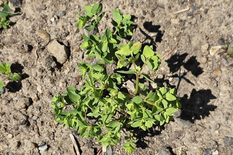 Euphorbia peplus var. peplus photo 6