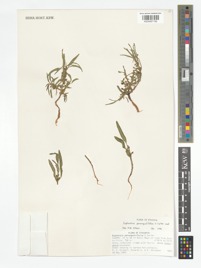 Euphorbia perangustifolia photo 2