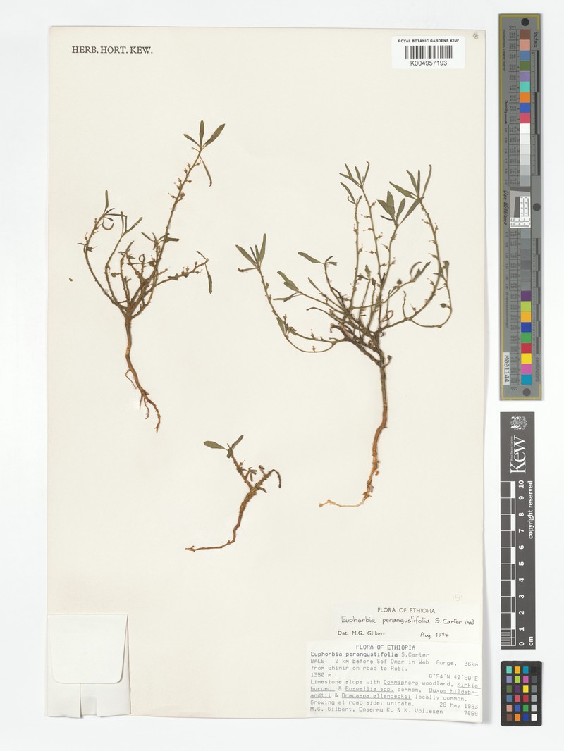 Euphorbia perangustifolia photo 3