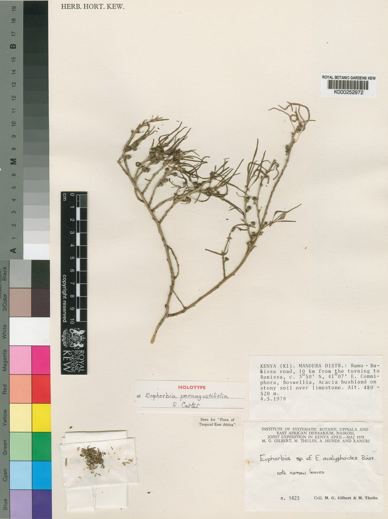 Euphorbia perangustifolia photo 4