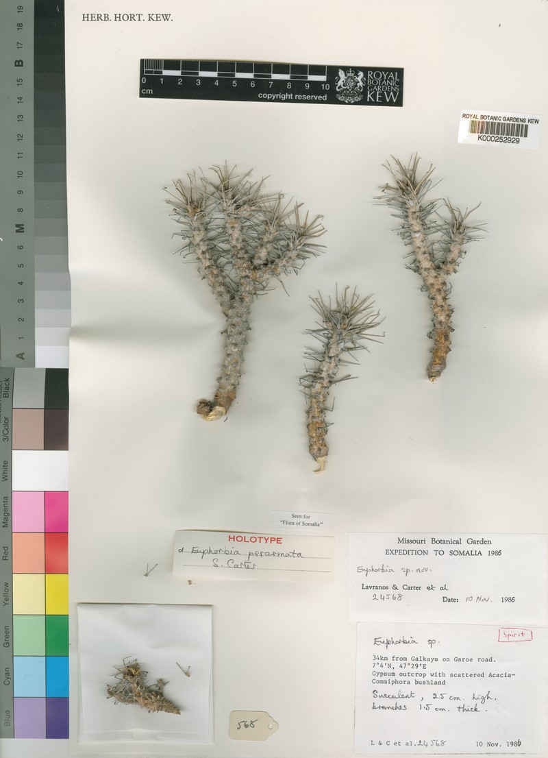 Euphorbia perarmata