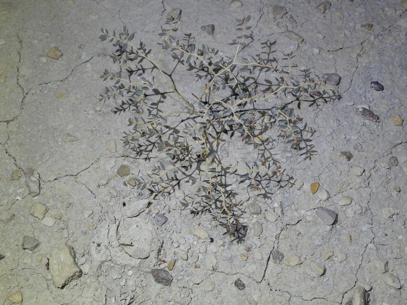 Perennial Sandmat photo 7