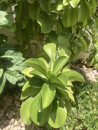Euphorbia pereskiifolia